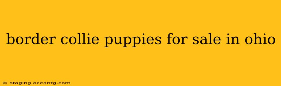 border collie puppies for sale in ohio