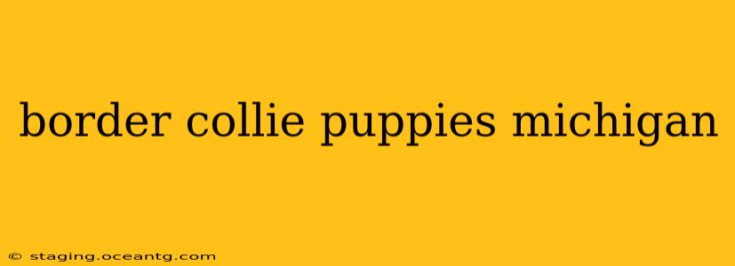 border collie puppies michigan