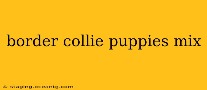 border collie puppies mix