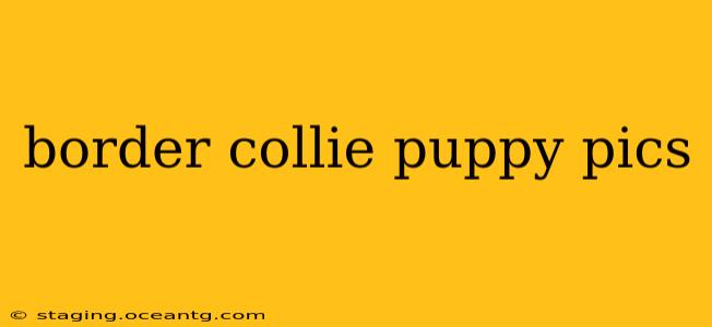 border collie puppy pics