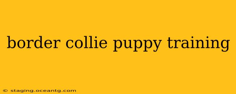 border collie puppy training