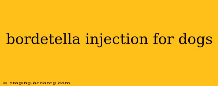 bordetella injection for dogs