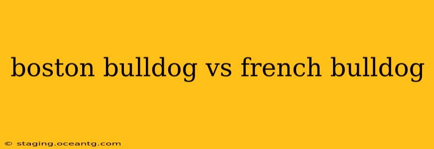 boston bulldog vs french bulldog
