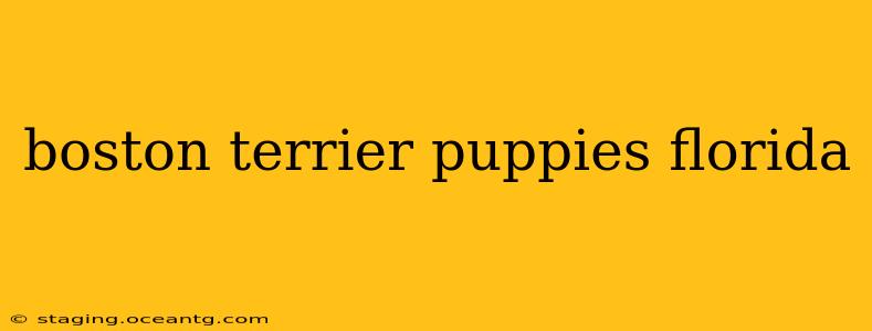 boston terrier puppies florida
