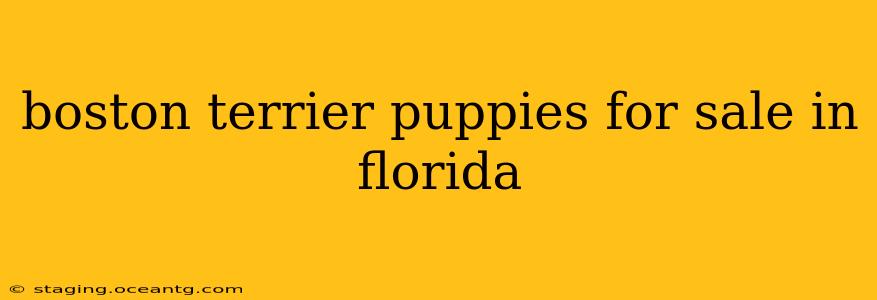 boston terrier puppies for sale in florida