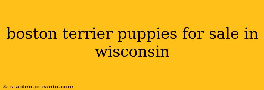 boston terrier puppies for sale in wisconsin