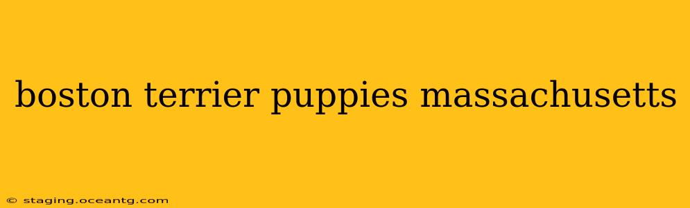 boston terrier puppies massachusetts