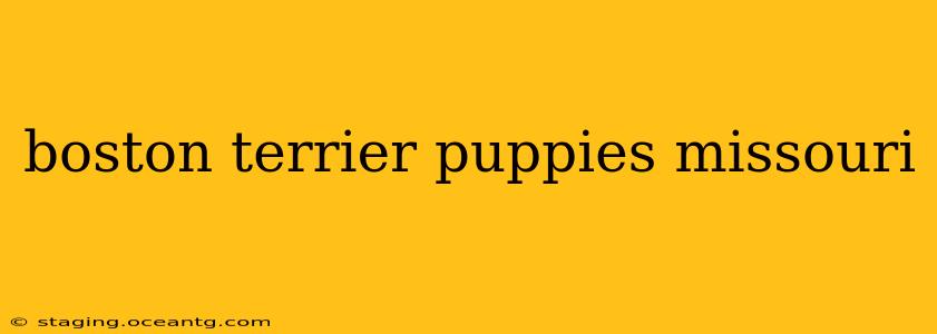 boston terrier puppies missouri