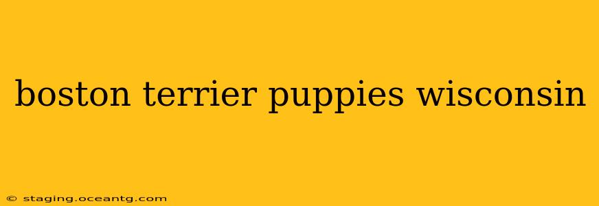 boston terrier puppies wisconsin