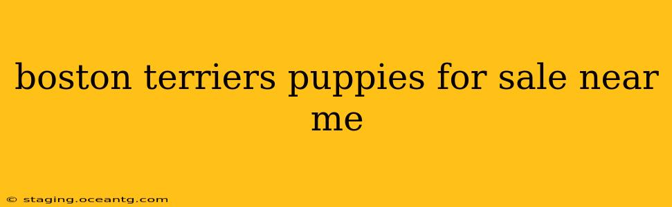 boston terriers puppies for sale near me