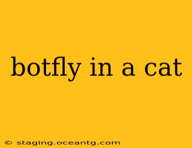 botfly in a cat