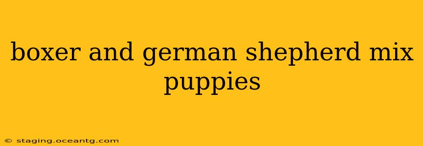 boxer and german shepherd mix puppies