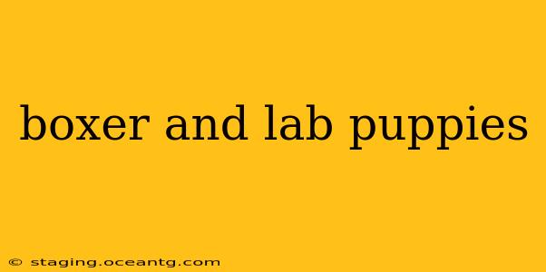 boxer and lab puppies