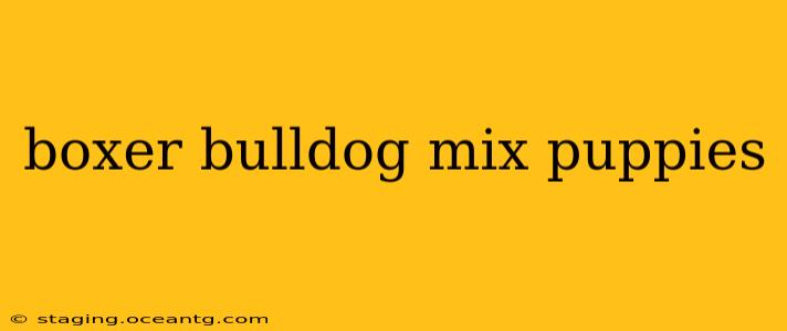 boxer bulldog mix puppies