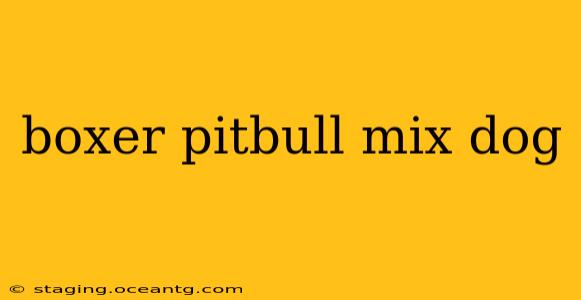 boxer pitbull mix dog