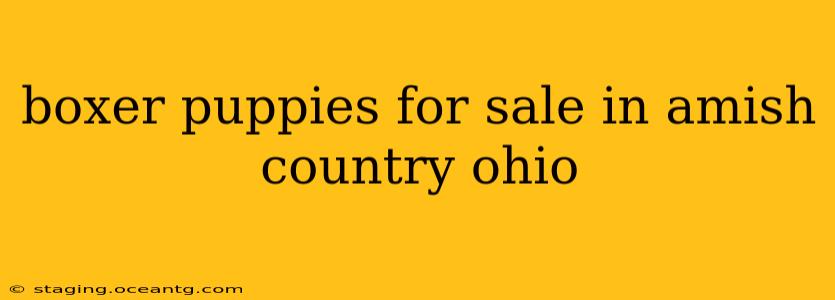 boxer puppies for sale in amish country ohio