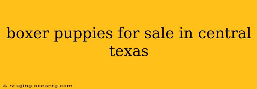 boxer puppies for sale in central texas