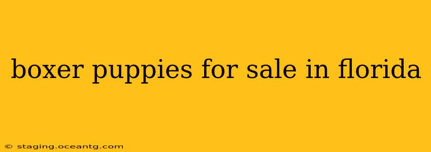 boxer puppies for sale in florida