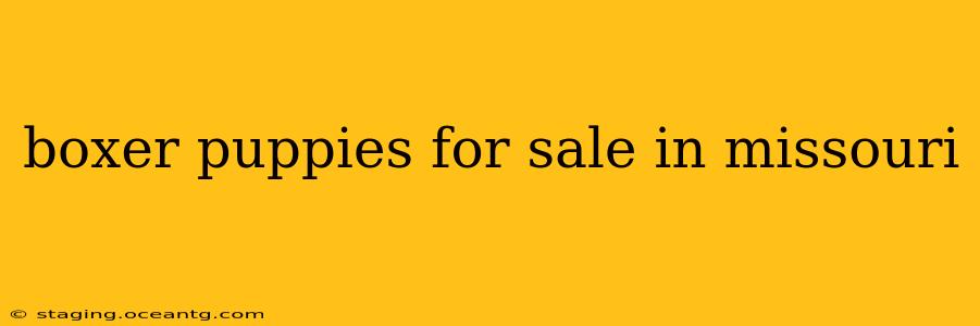 boxer puppies for sale in missouri