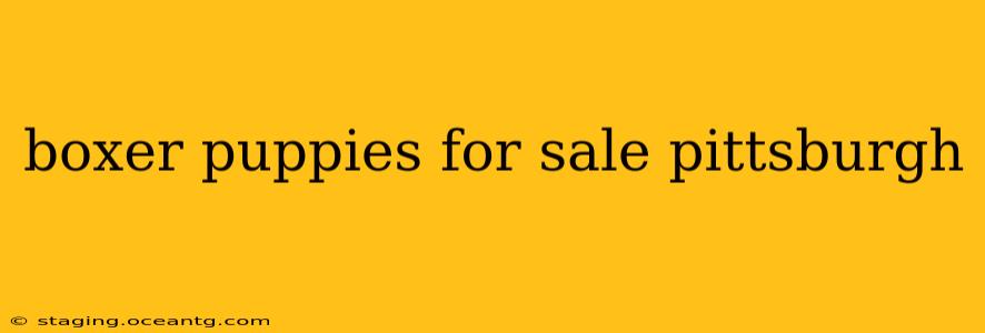 boxer puppies for sale pittsburgh