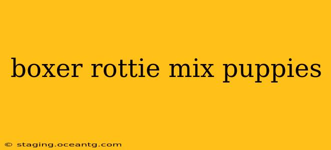 boxer rottie mix puppies