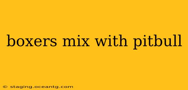 boxers mix with pitbull
