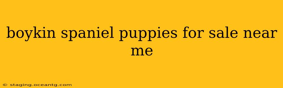 boykin spaniel puppies for sale near me