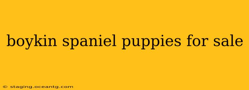 boykin spaniel puppies for sale