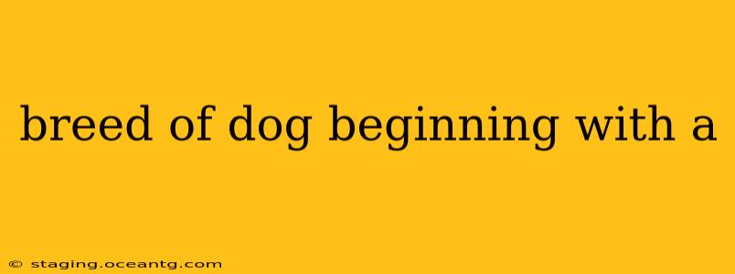 breed of dog beginning with a