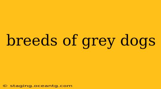 breeds of grey dogs