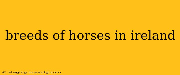 breeds of horses in ireland