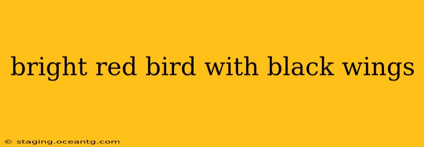 bright red bird with black wings
