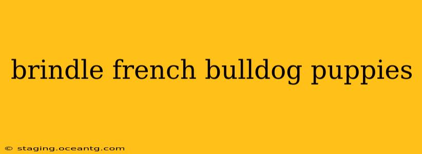 brindle french bulldog puppies