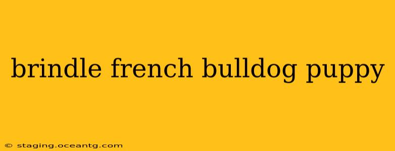 brindle french bulldog puppy