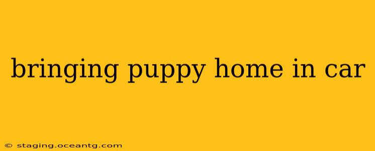 bringing puppy home in car