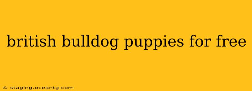 british bulldog puppies for free