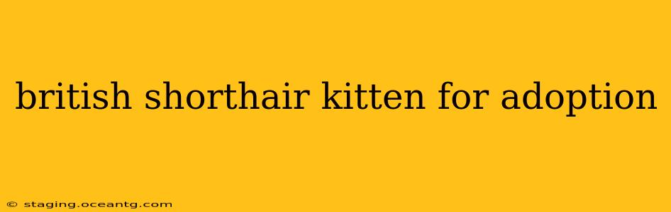 british shorthair kitten for adoption
