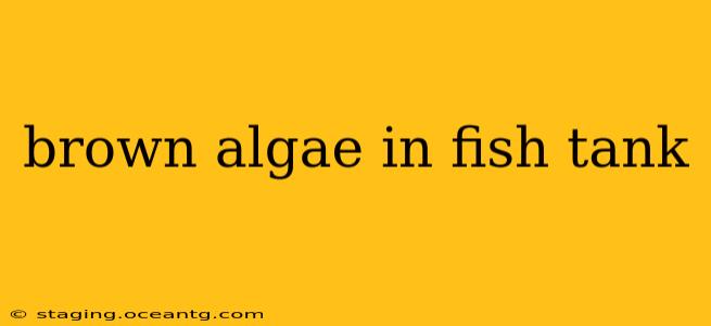 brown algae in fish tank