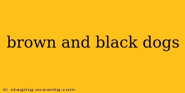 brown and black dogs