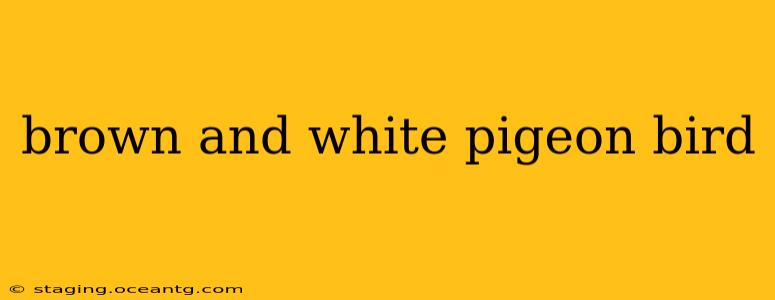 brown and white pigeon bird