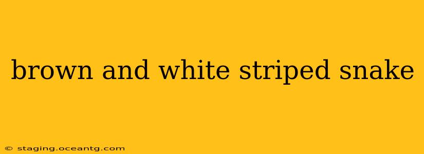 brown and white striped snake