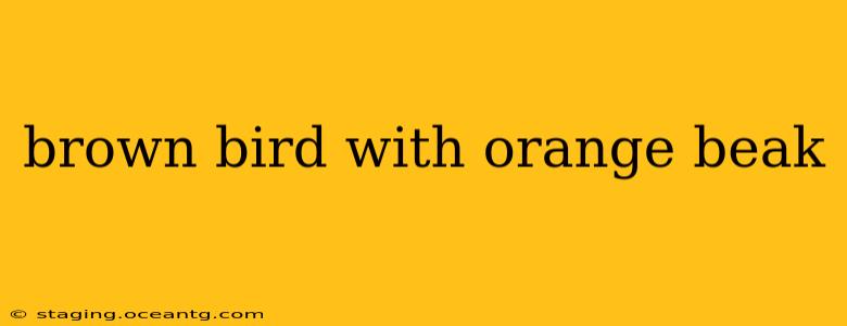 brown bird with orange beak