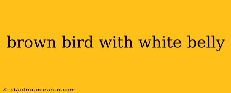 brown bird with white belly