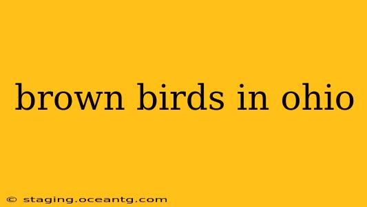 brown birds in ohio