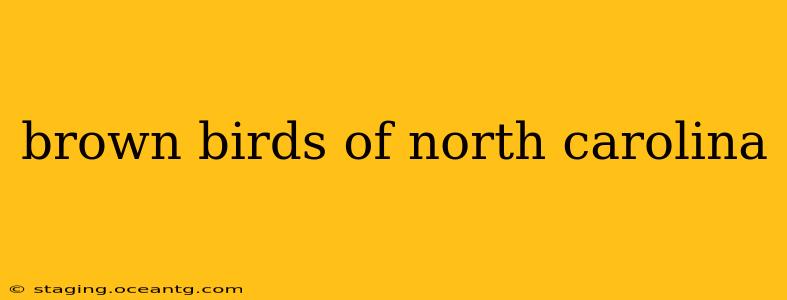 brown birds of north carolina