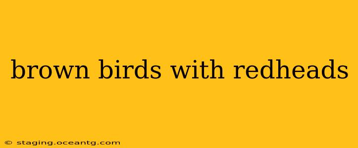 brown birds with redheads