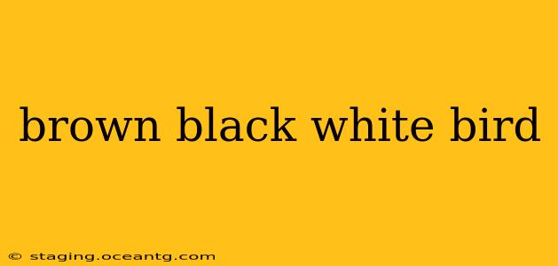 brown black white bird