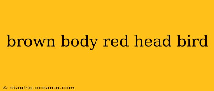 brown body red head bird