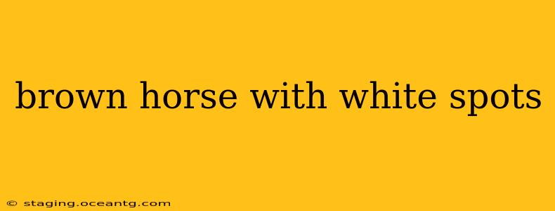 brown horse with white spots