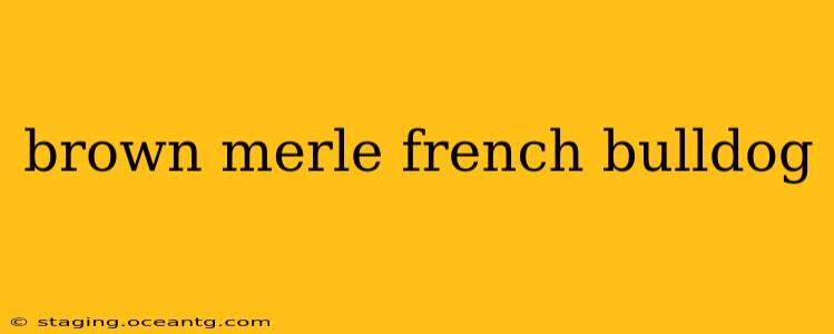 brown merle french bulldog